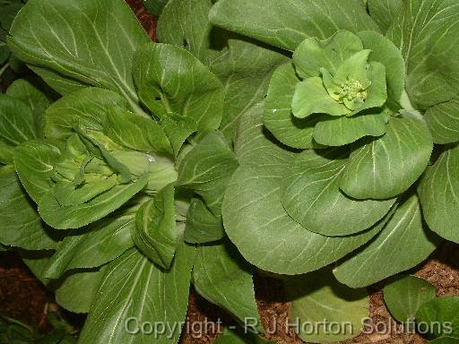 Chinese cabbage_1 